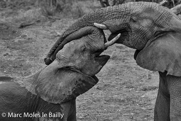 Photography by Marc Moles le Bailly - Africa - Young Elephant testing the Dominant Male