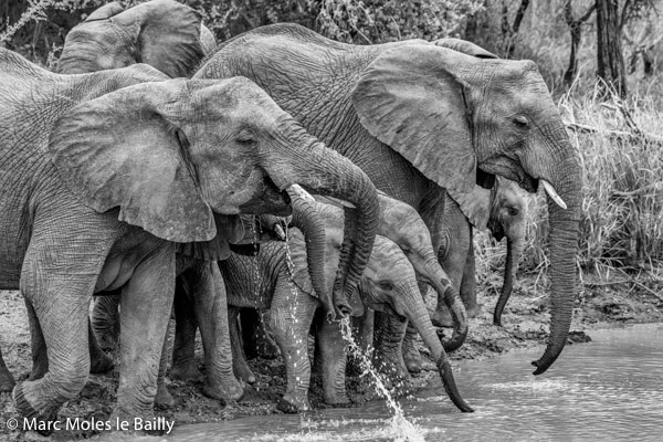 Photography by Marc Moles le Bailly - Africa - Elephant's on the Water