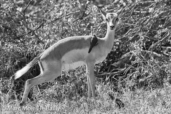 Photography by Marc Moles le Bailly - Africa - Impala In The Morning