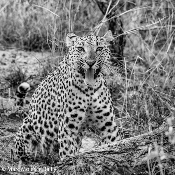 Photography by Marc Moles le Bailly - Africa - Angry Leopard