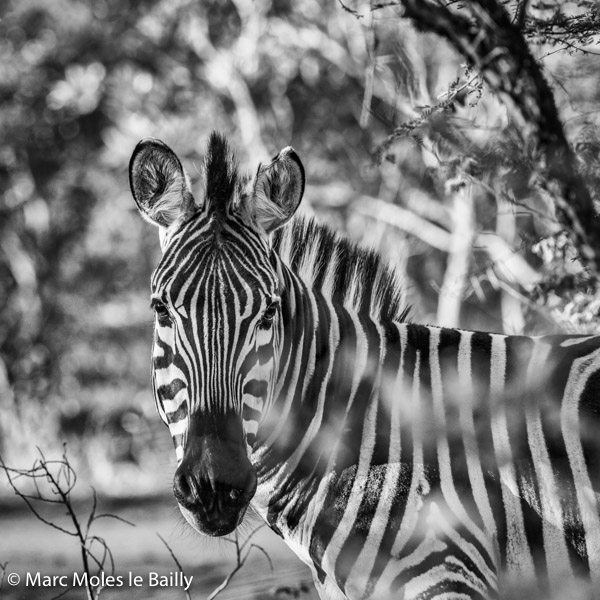 Photography by Marc Moles le Bailly - Africa - Zebra In The Ligth
