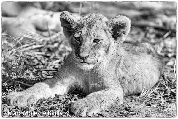 Photography by Marc Moles le Bailly - Africa - Reflective Baby Lion