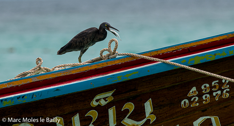 Photography by Marc Moles le Bailly - Asia - Catching The Fish