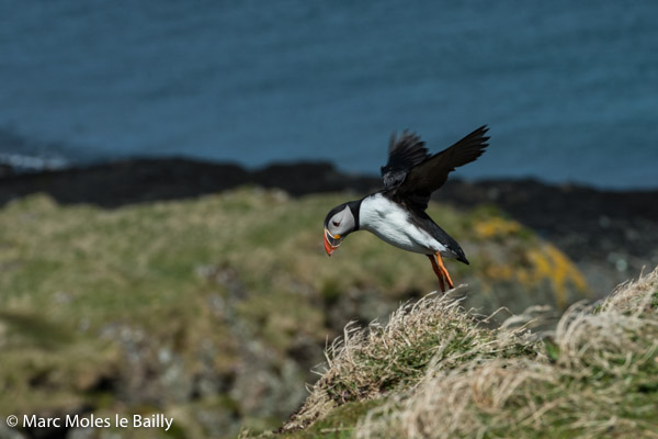 Photography by Marc Moles le Bailly - Birds - Puffin Takeoff On Straffa