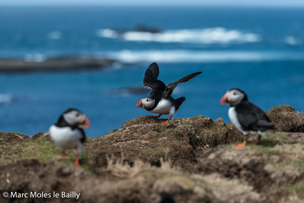 Photography by Marc Moles le Bailly - Birds - Look At Me, I’ll Fly