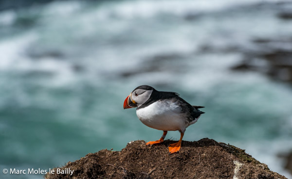 Photography by Marc Moles le Bailly - Birds - Puffin Alone On Straffa