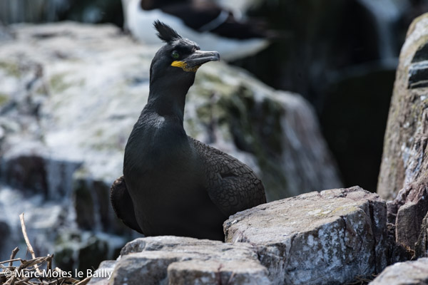 Photography by Marc Moles le Bailly - Birds - European Shag - Farnes Islands