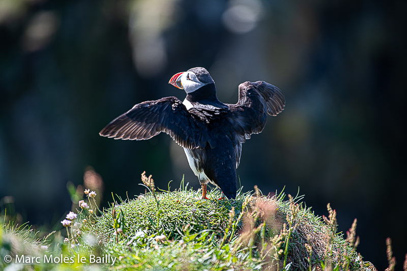 Photography by Marc Moles le Bailly - Birds - Is The Orchestra Ready