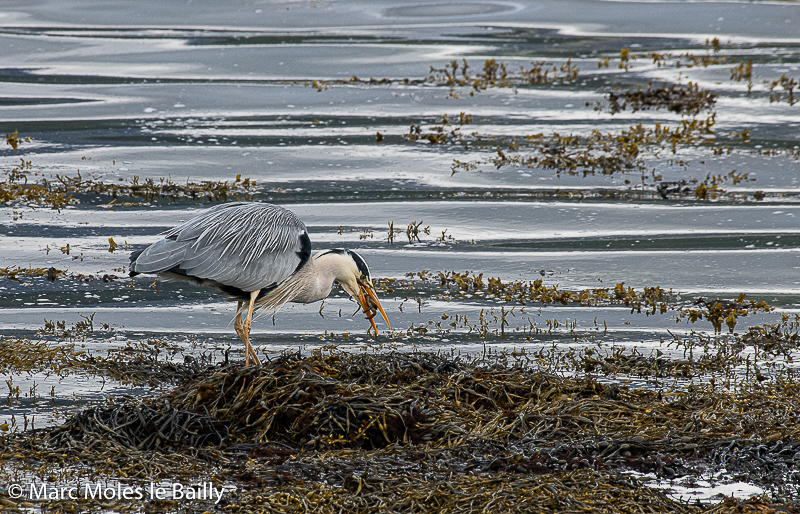 Photography by Marc Moles le Bailly - Birds - Crab for Dinner