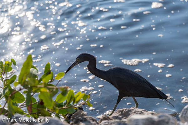 Photography by Marc Moles le Bailly - Birds - Redish Egret