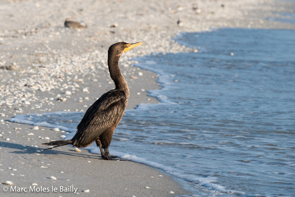 Photography by Marc Moles le Bailly - Birds - Grand Cormoran On Sanibel