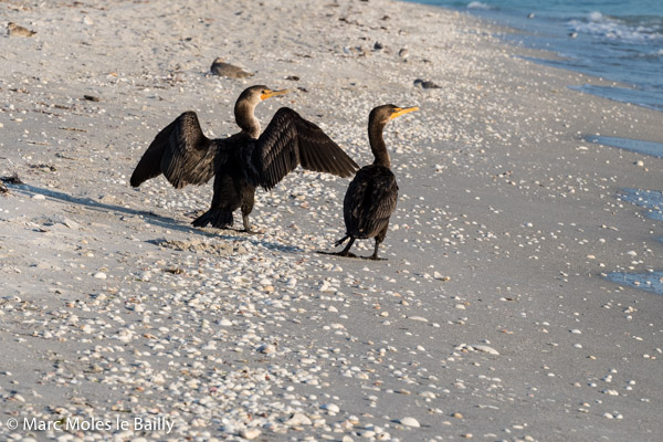 Photography by Marc Moles le Bailly - Birds - Couple Of Grand Cormoran