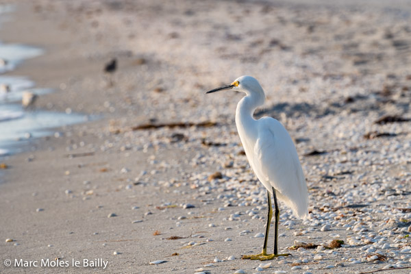 Photography by Marc Moles le Bailly - Birds - Snowy Egret On Sanibel Beach