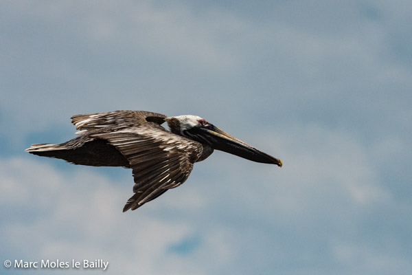 Photography by Marc Moles le Bailly - Birds - Pelican Going Home