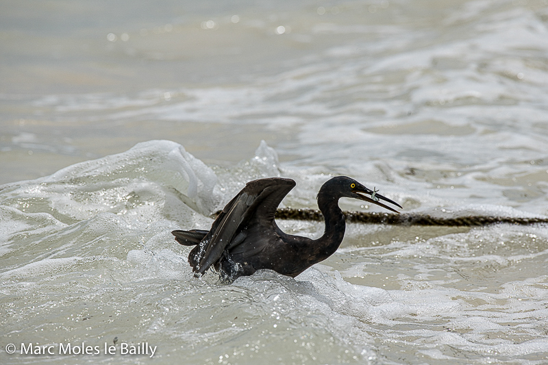 Photography by Marc Moles le Bailly - Birds - Egret On Koh Phi Phi