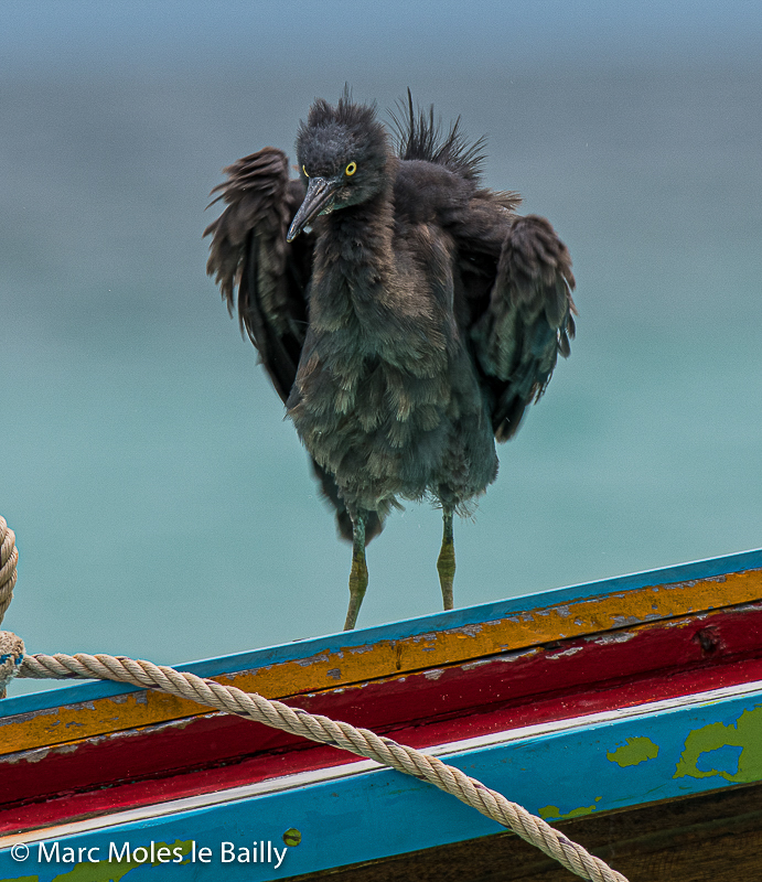 Photography by Marc Moles le Bailly - Birds - Hard Awekening