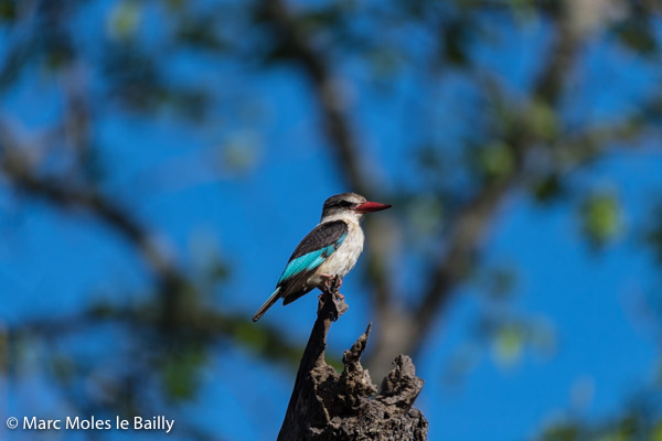 Photography by Marc Moles le Bailly - Birds - Woodland Kingfisher
