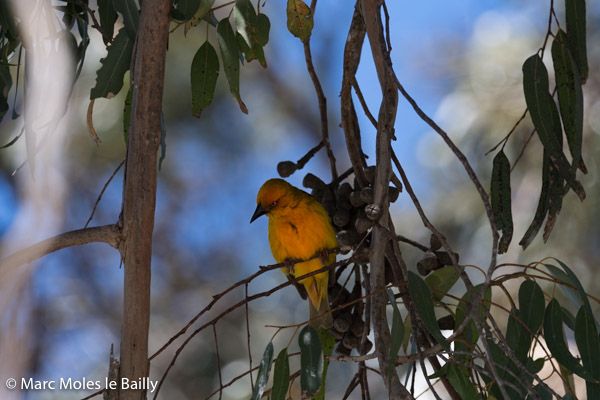 Photography by Marc Moles le Bailly - Birds - Geelbek