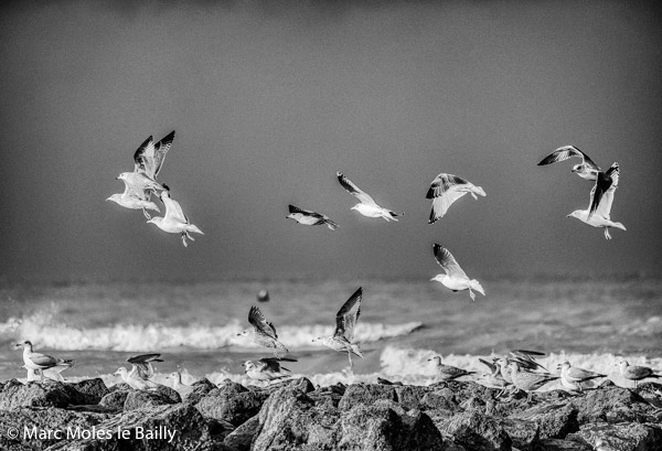 Photography by Marc Moles le Bailly - Birds - Seagulls - Koksijde