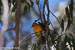 Birds - 23