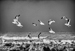 Birds - 24