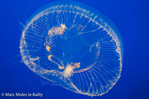 Photography by Marc Moles le Bailly - Colors - Blue Medusa