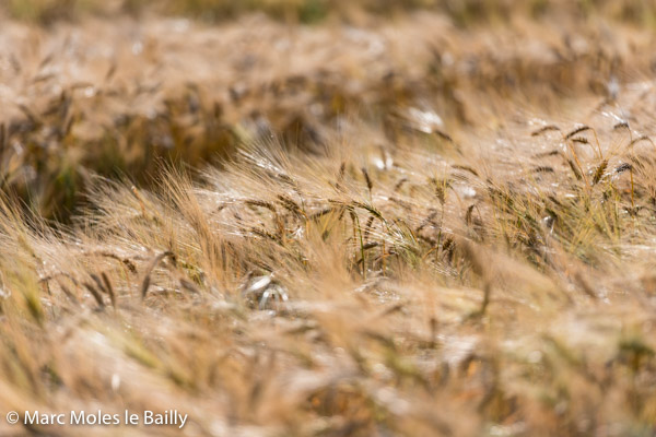 Photography by Marc Moles le Bailly - Colors - Golden Wheat