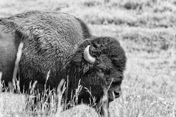 Photography by Marc Moles le Bailly - North America - American Bison