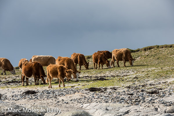 Photography by Marc Moles le Bailly - Scotland - Cows On The Beach