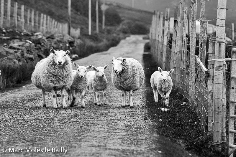 Photography by Marc Moles le Bailly - Scotland - The Gang Of Achiltibuie